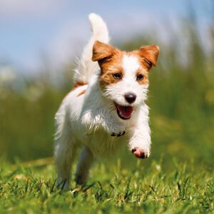 Beaphar B-Vitamin Complex 50ml